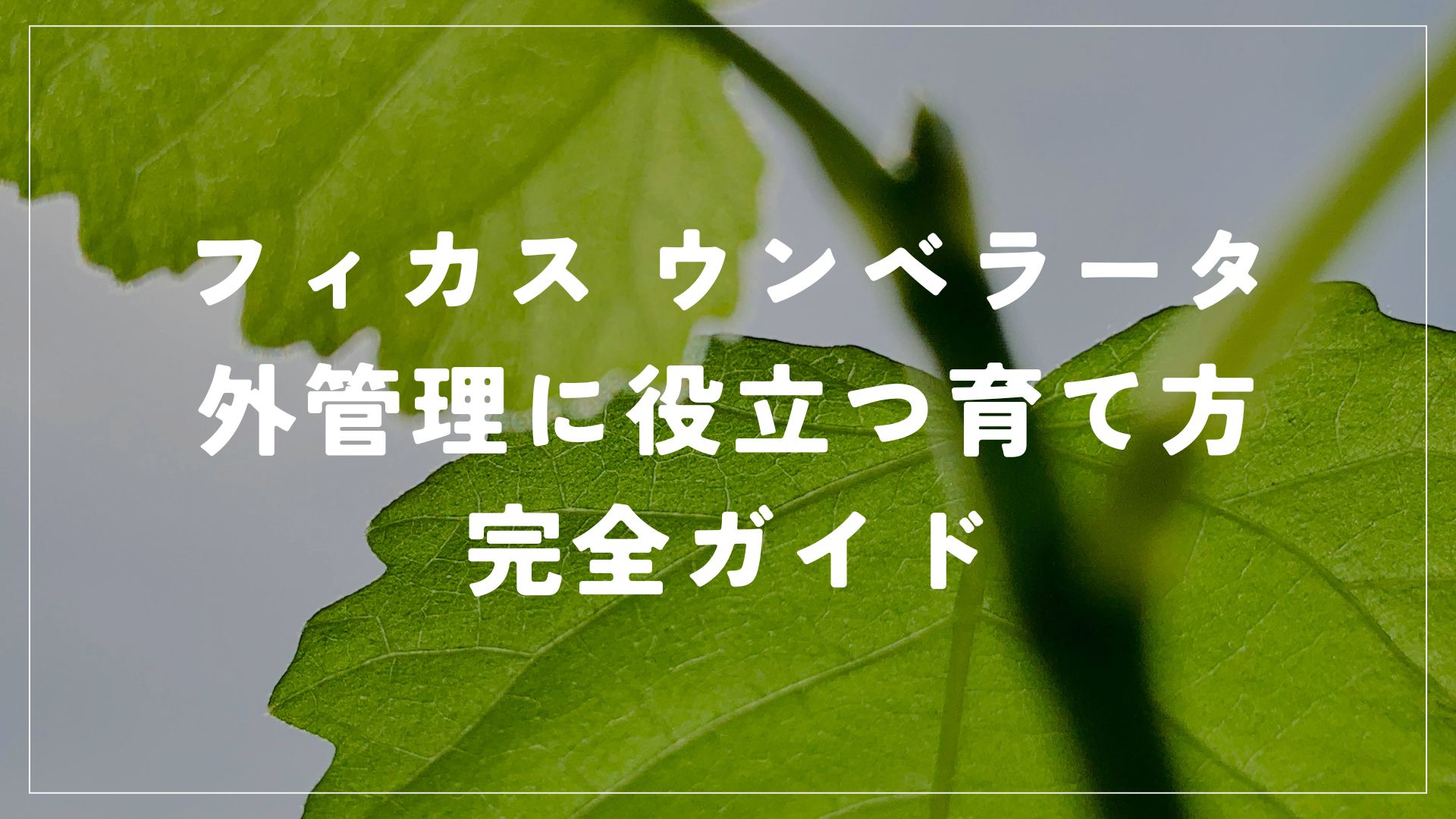 フィカス ウンベラータの外管理に役立つ育て方完全ガイド