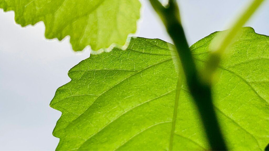 フィカス ウンベラータを外で育てる際に押さえるべきポイント総括