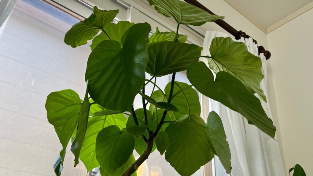 フィカス ウンベラータの水やりの基本