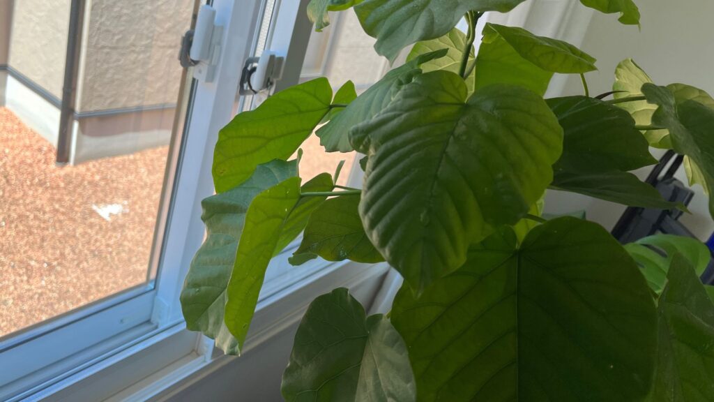 フィカス ウンベラータの基本的な育て方