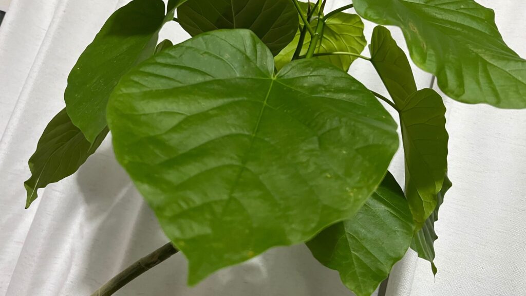 フィカス ウンベラータを安全に楽しむコツ