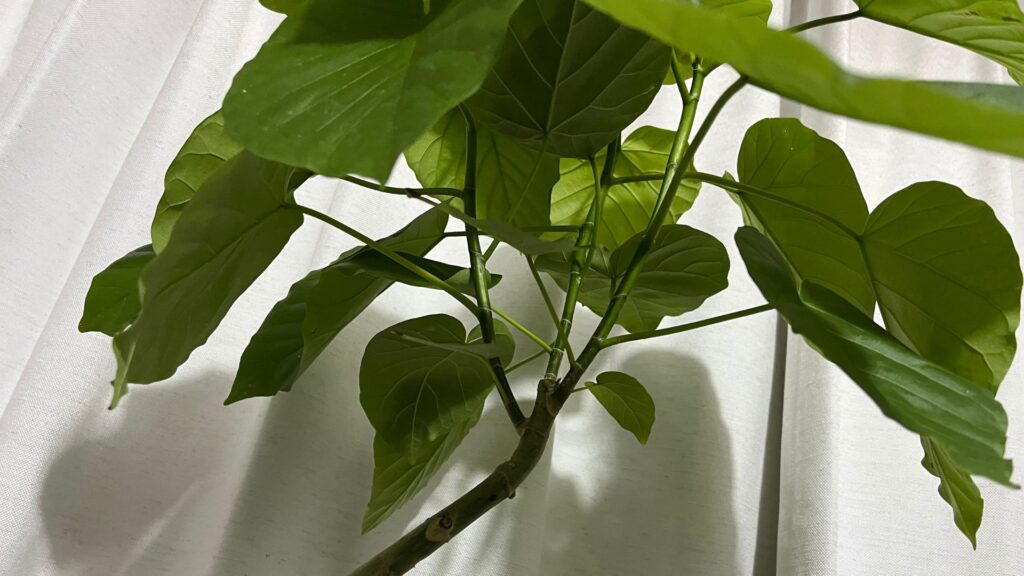 近所迷惑にならない管理方法