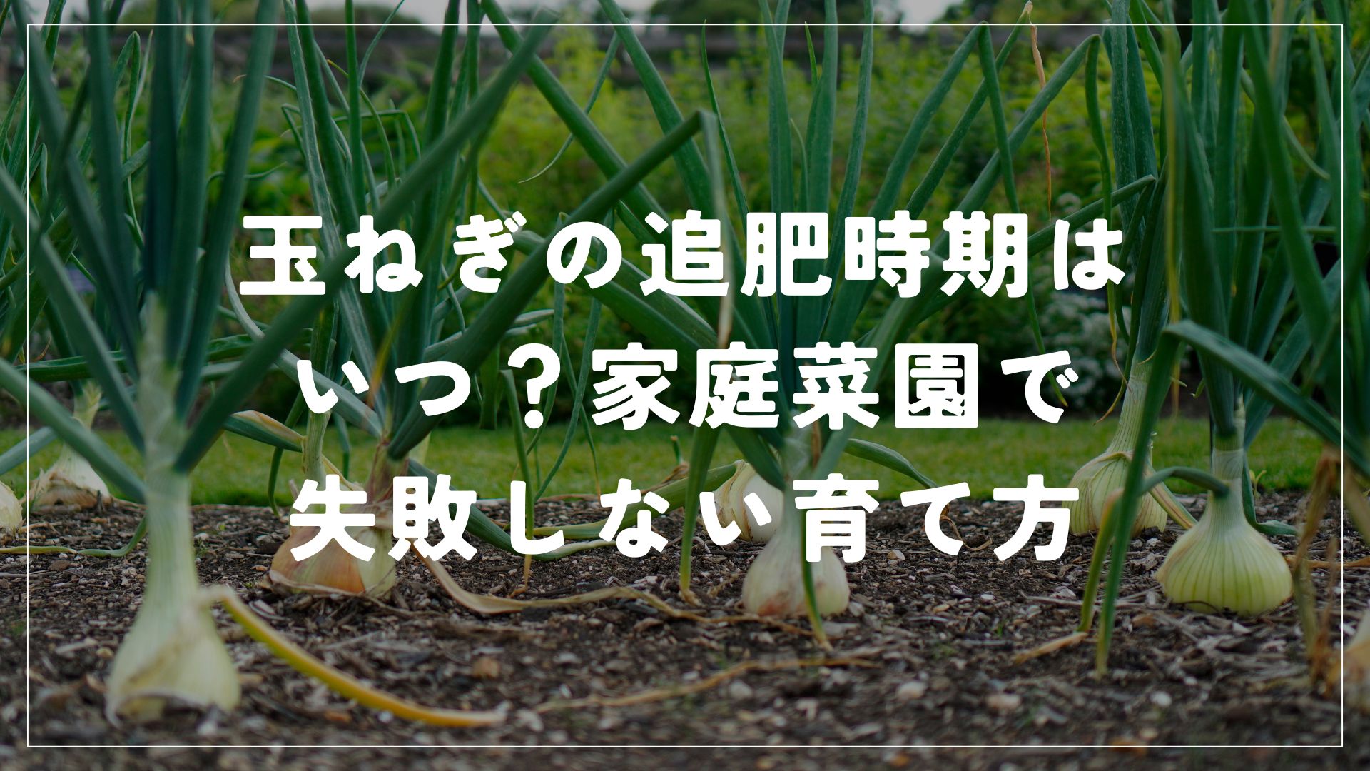 玉ねぎの追肥時期はいつ？家庭菜園で失敗しない育て方