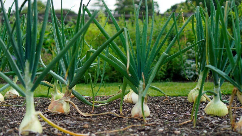 地域別に見る玉ねぎの追肥タイミング