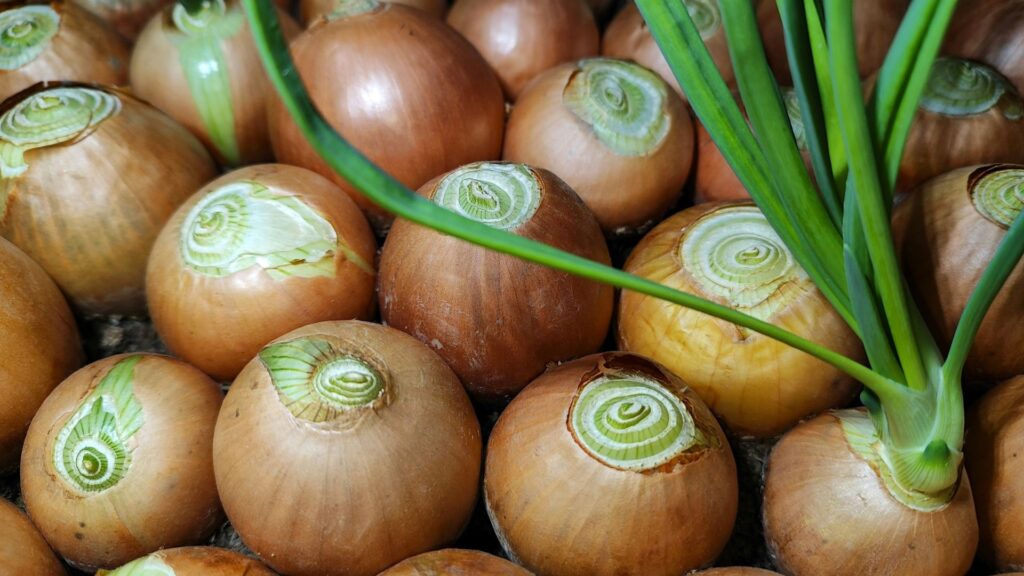 玉ねぎに適した化成肥料の種類