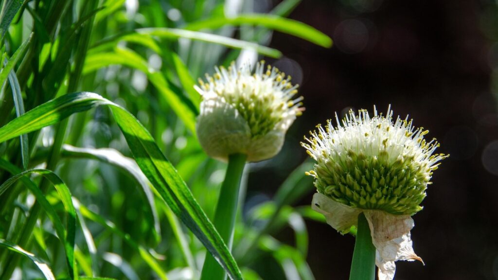 家庭菜園で玉ねぎの追肥の時期を知る
